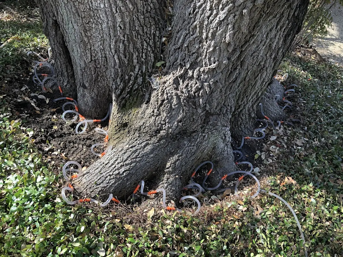 Detailed Tree Cabling and Bracing job site in Twin Rocks