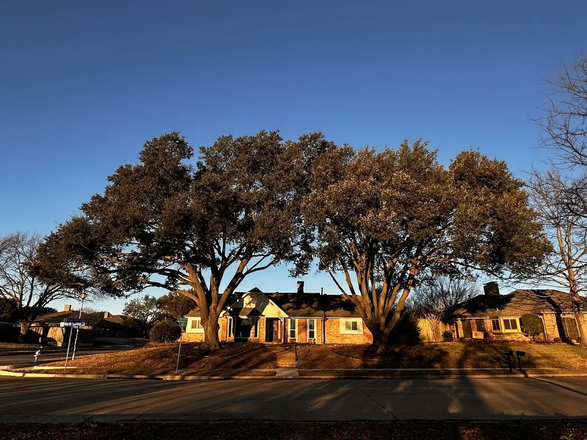 Established residential canopy tree shading a home in Twin Rocks